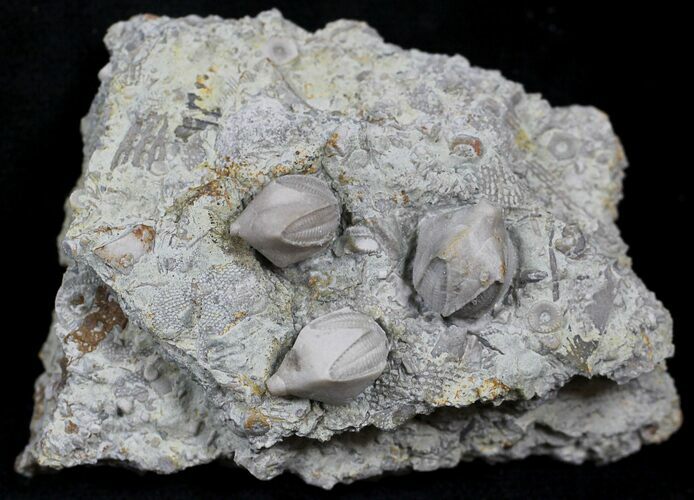 Blastoid (Pentremites) Fossils - Illinois #25407